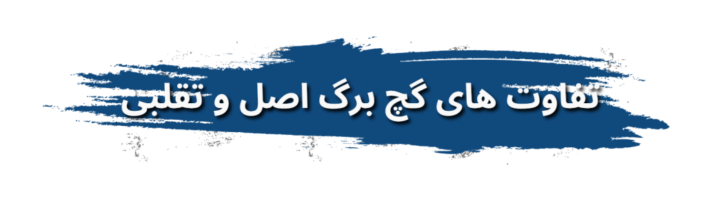 ثیقلیقاتقفت